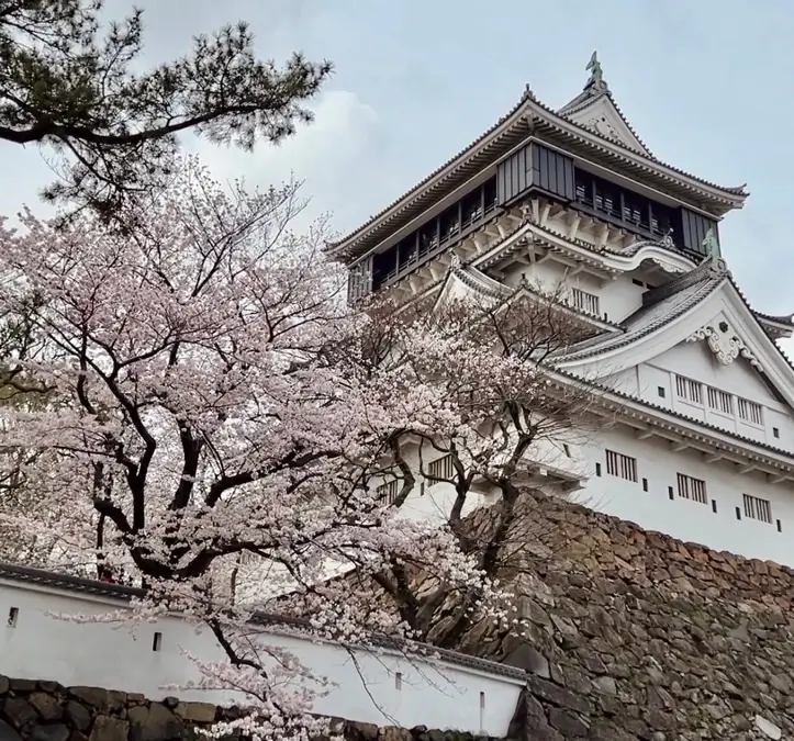 小倉城天守閣と桜