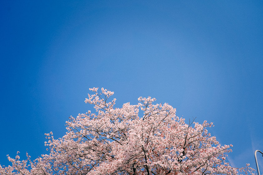 鴨川デルタ東側の桜